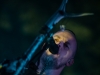 03_Wardruna